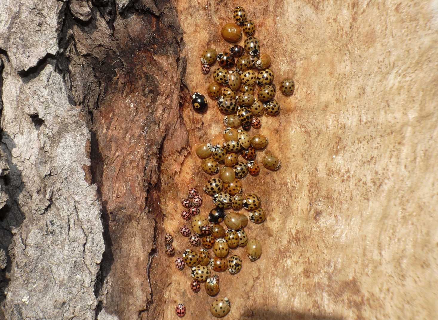 Coccinelle: Harmonia axyridis varie colorazioni (le pi grandi).